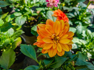 Beautiful vibrant summer blooming dahlia flowers