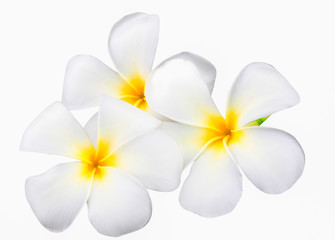 Obraz na płótnie Canvas Plumeria or Frangipani Flower Isolated on White Background in close up mode with clipping path