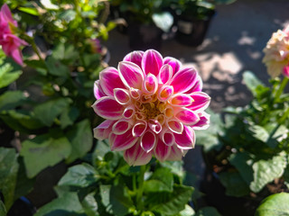  Beautiful vibrant summer blooming dahlia flowers