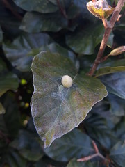 Spider protecting eggsack