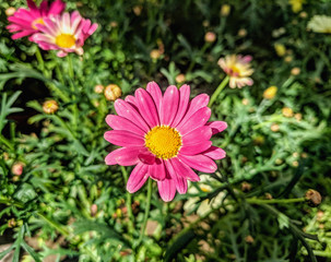  beautiful vibrant daisy flowers blooming in the garden