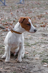 sad doggy Jack Russell Terrier sitting on a leash waiting for the owner, selective focus