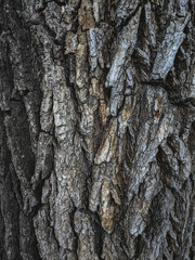 Atmospheric texture of natural wood bark