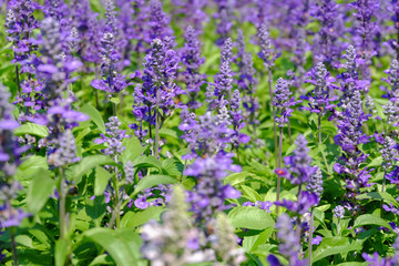 Close-up of beautiful lavender flowers in the garden