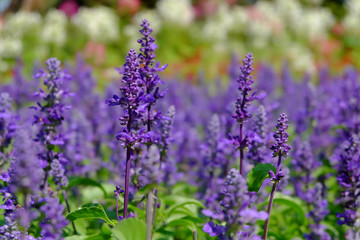 Close-up of beautiful lavender flowers in the garden