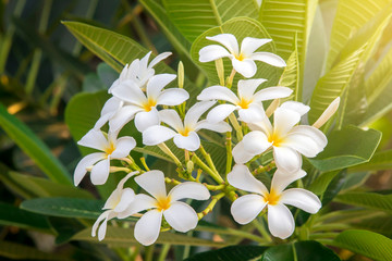 Obraz premium Plumeria flower pink and white frangipani tropical flower, plumeria flower blooming on tree, spa flower