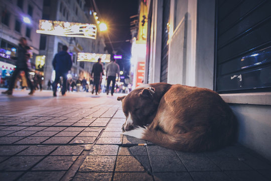 A stray abandoned dog during the night on the busy city street in Istanbul. People walking past the hungry abandoned dog.