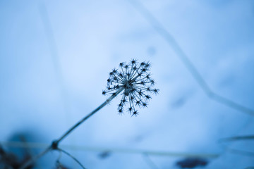 Dandelion plant branch in winter. 