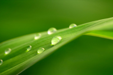 Obraz premium Beautiful drops of water on green leaf. Macro. Nature texture. Natural background.