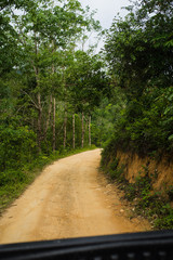 road in rubber tree plantation
