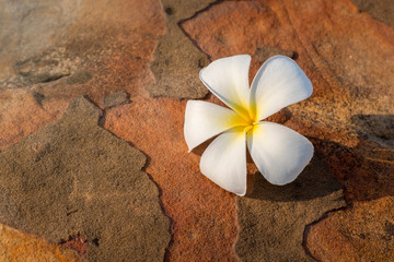 Beautiful Plumeria flower yellow and white frangipani tropical flower blooming in garden on stone