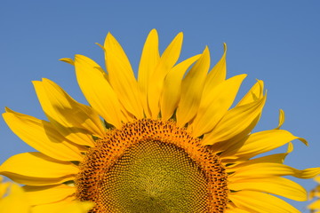 Naklejka premium A close up of sunflower under the beautiful blue sky, nature concept.