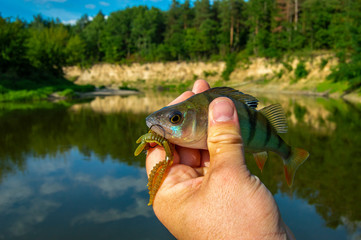 Fisherman holding freshly caught perch with hook and bait in form of larvae of dragonflies in hand...