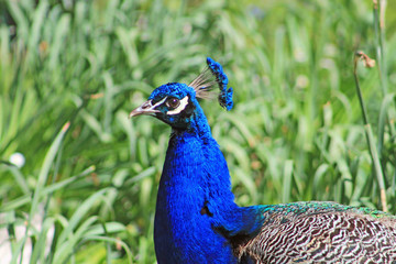 Obraz premium Paon, Bois de Vincennes