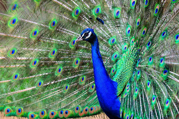 Fototapeta premium Peacock, Bois de Vincennes