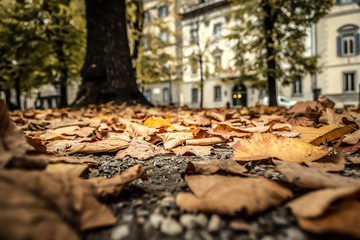 Fallen leaves in a urban park inTuscany