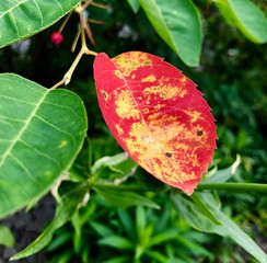 Rotes Blatt an gr&uuml;nem Strauch