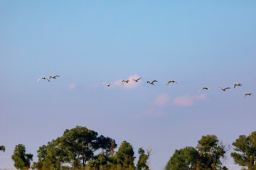 Flying birds. Blue sky background. 