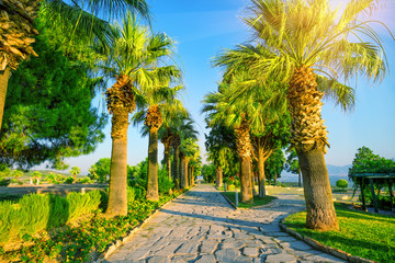 Fototapeta premium Palm alley under the bright sun