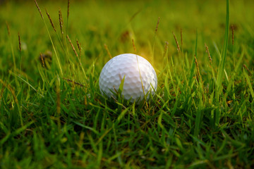 Golf ball on green grass in beautiful golf course