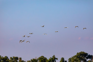 Flying birds. Blue sky background. 