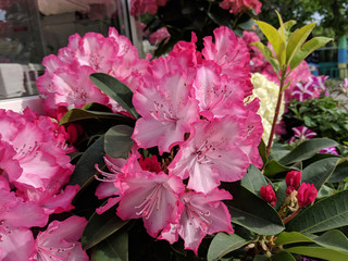 Beautiful bright summer blooming rhododendron flowers