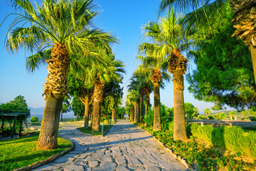 Stone paved alley with palm trees