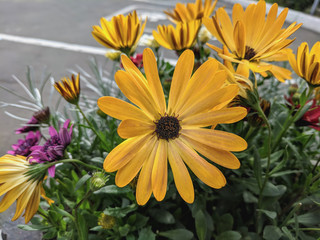  beautiful vibrant daisy flowers blooming in the garden