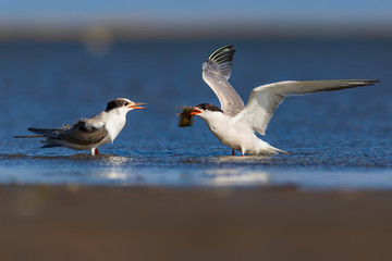 White cute birds. Tern. Blue water nature background. 
