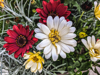  beautiful vibrant daisy flowers blooming in the garden