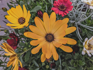  beautiful vibrant daisy flowers blooming in the garden