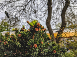 flowers in the garden