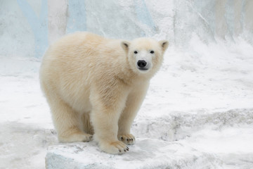 Polar bear (Ursus maritimus) adult.  White bear
