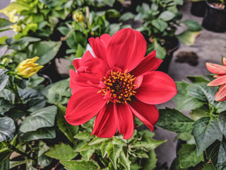  Beautiful vibrant summer blooming dahlia flowers