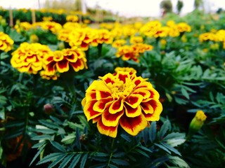 French marigold planted in the plot.