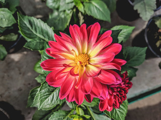  Beautiful vibrant summer blooming dahlia flowers