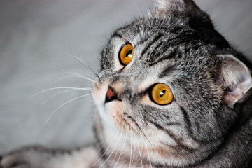 Portrait of grey scottish fold cat. Tabby  shorthair kitten. Beautiful background for wallpaper, cover, postcard. Surprised cat with big yellow wide open eyes on bright background. Isolated, closeup.