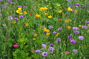 Wildlife attracting mix