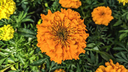  beautiful bright yellow summer flowers of marigolds in the garden