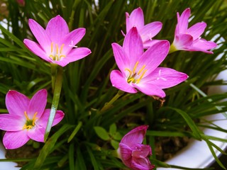 Rain lily planted in a white pot.
