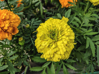  beautiful bright yellow summer flowers of marigolds in the garden