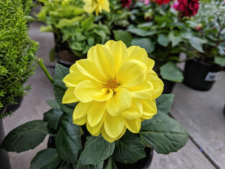  Beautiful vibrant summer blooming dahlia flowers