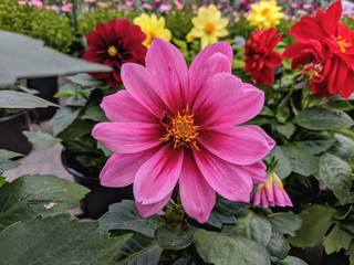  Beautiful vibrant summer blooming dahlia flowers