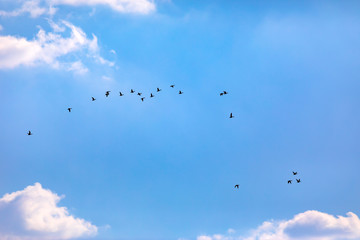 Flying birds. Blue sky background. 