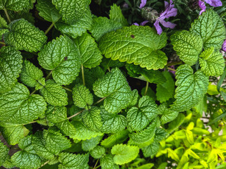  beautiful textured green background of natural tropical leaves