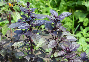 Purple Basil: planting, growing, and harvesting. Purple basilic plantation. Close up on organic fresh purple basil leaves.