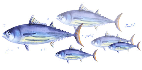 School of Striped tuna, Skipjack tuna. Watercolor illustration fish on white background