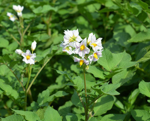 Potato flowers on potato plant. Potato flowers blooming in the potatoes farm