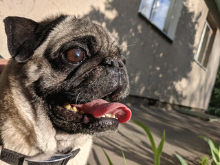portrait of a cute pug on a walk