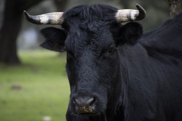cow